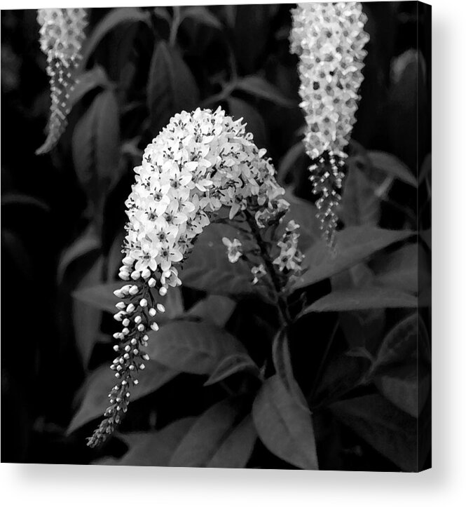 Nature Acrylic Print featuring the photograph Gooseneck Loosestrife by Michael Friedman