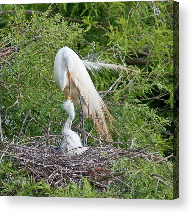 Egret Feeding Young Acrylic Print featuring the photograph Gotcha Now by Mike Covington