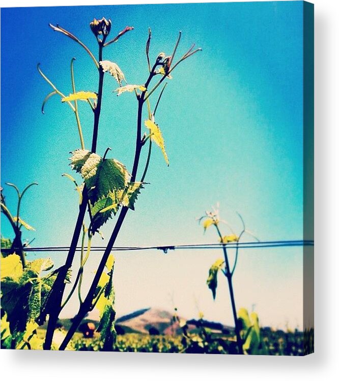 Napavalley Acrylic Print featuring the photograph #grapes #grapevines #napa #norcal by Kristy Korcz