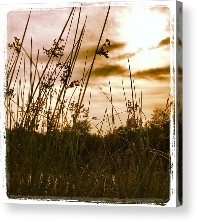  Acrylic Print featuring the photograph Grass by Angela Garrison