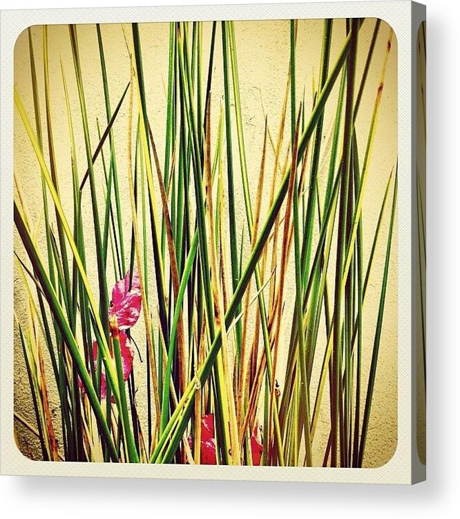 Nature Acrylic Print featuring the photograph Grasses by Julie Gebhardt