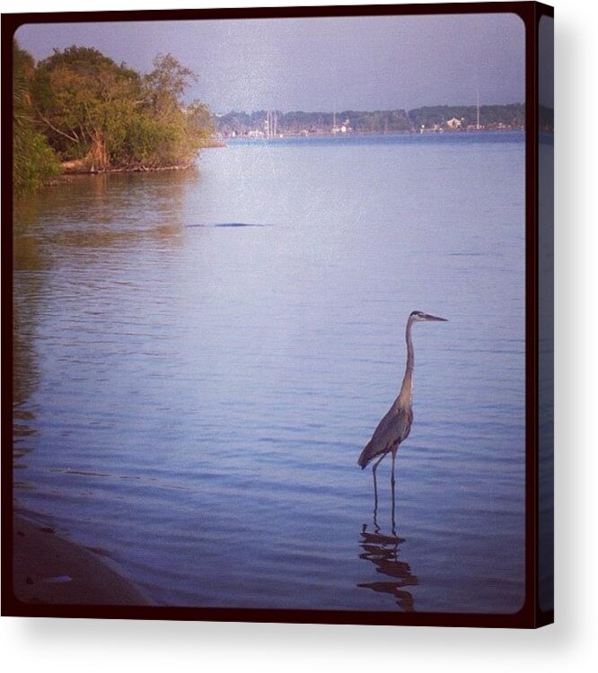 Blue Acrylic Print featuring the photograph #great #blue #heron #indian #river by Michael Hughes