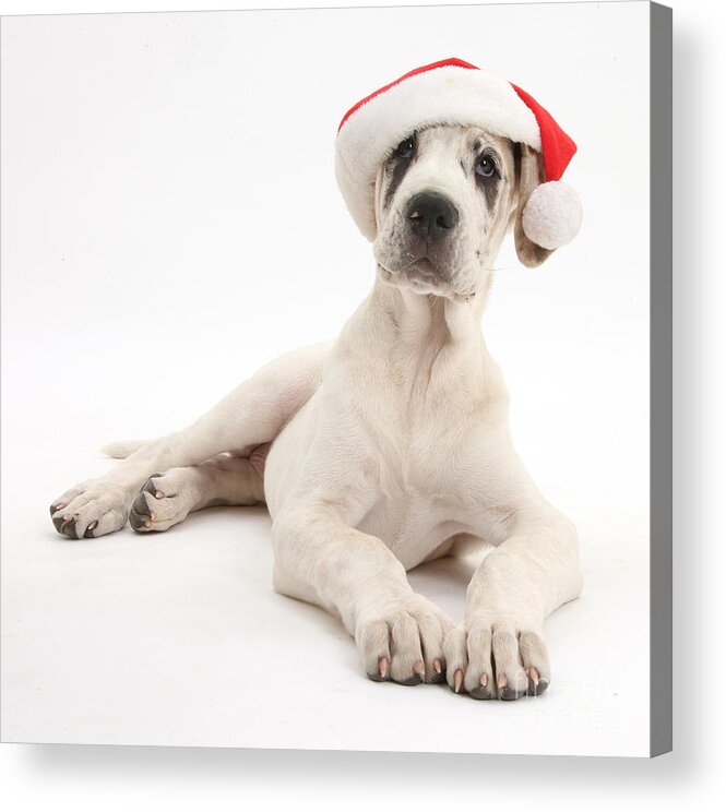 Nature Acrylic Print featuring the photograph Great Dane Pup Wearing Christmas Hat by Mark Taylor