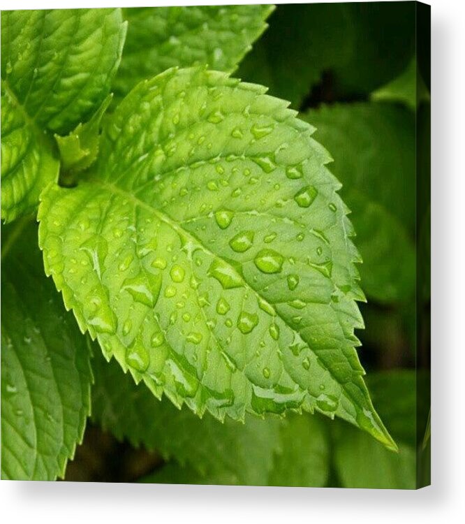 Leaf Acrylic Print featuring the photograph Green Leaf And Rain Drops by Nikola Strelar