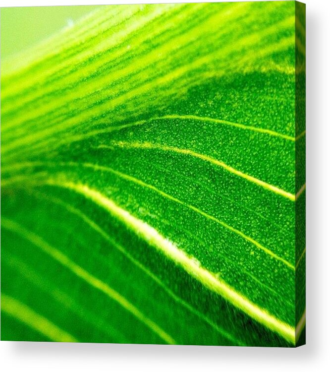Plant Acrylic Print featuring the photograph Green Life by Christopher Campbell