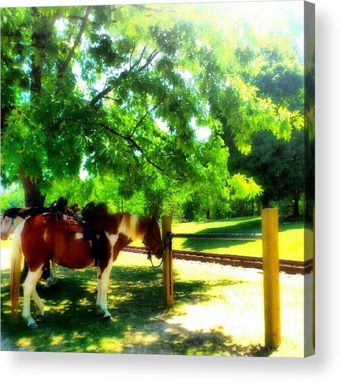 Horses Acrylic Print featuring the photograph Happy Trails....#horses #animal by Mr. B