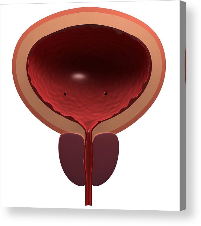 Artwork Acrylic Print featuring the photograph Healthy Male Bladder, Artwork by Sciepro