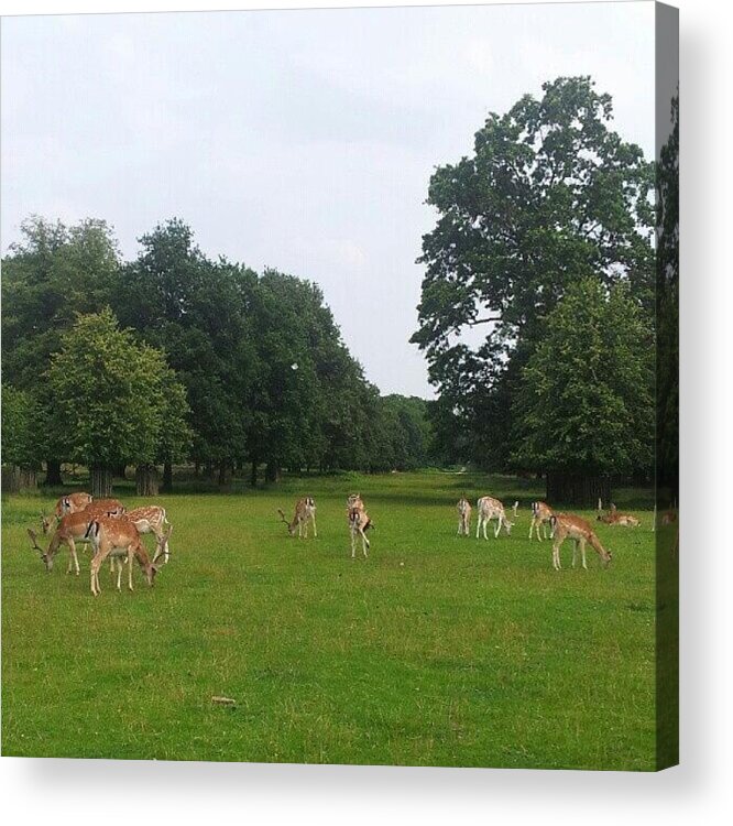 Deer Acrylic Print featuring the photograph Herd by Abbie Shores