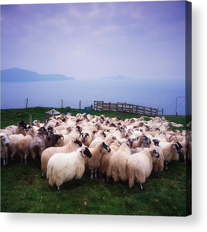 Animals Acrylic Print featuring the photograph Herding Sheep, Inishtooskert, Blasket by The Irish Image Collection 