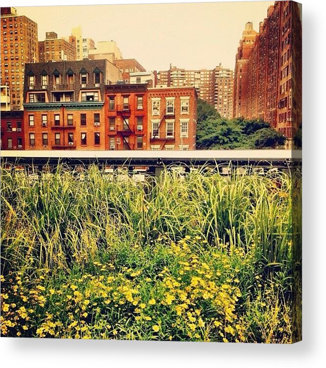 New York City Acrylic Print featuring the photograph High Line Wildflowers by Vivienne Gucwa