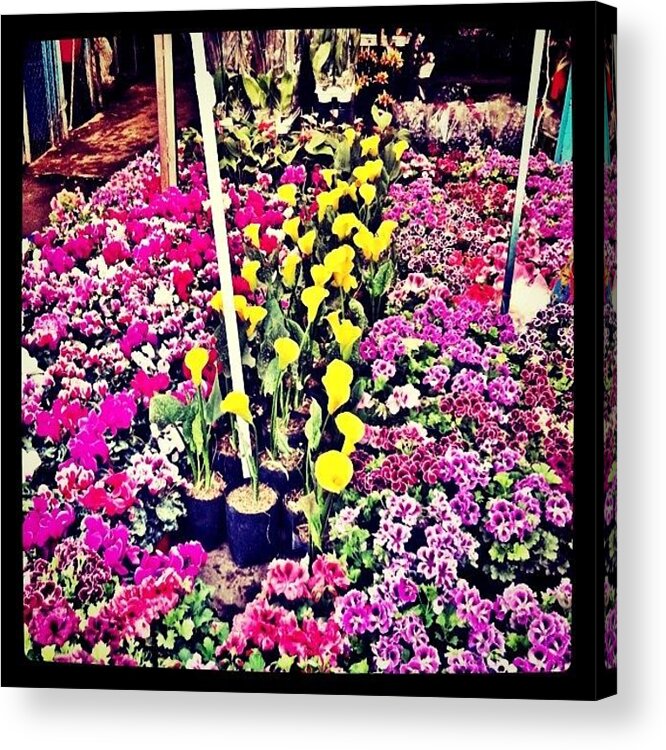  Acrylic Print featuring the photograph High Violets by Rod B.