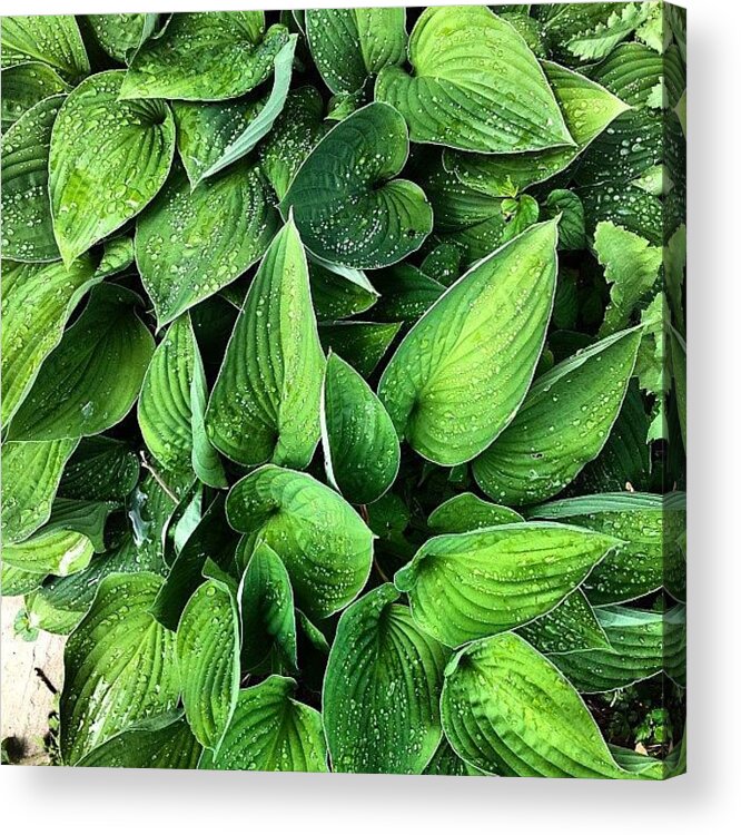 Hosta Acrylic Print featuring the photograph Hostas in the rain by Nic Squirrell