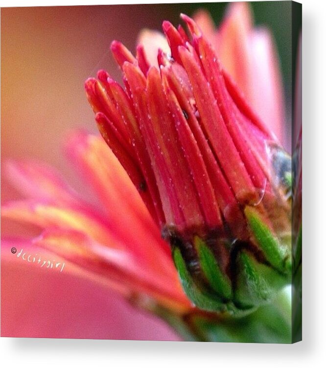 Macro_x Acrylic Print featuring the photograph How Many Calories Does Just Wearing by Dccitygirl WDC