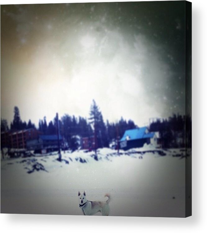 Truckee Acrylic Print featuring the photograph #husky #petsofinstagram #snow #wolf by Lydia Campisi