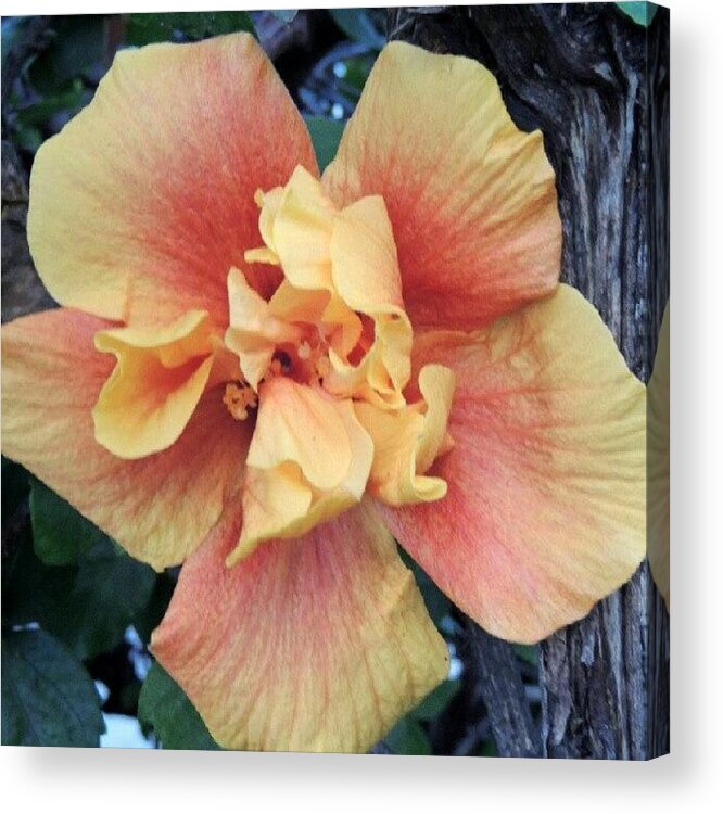 Hibiscus Acrylic Print featuring the photograph I Love Hibiscus by Kelli Stowe