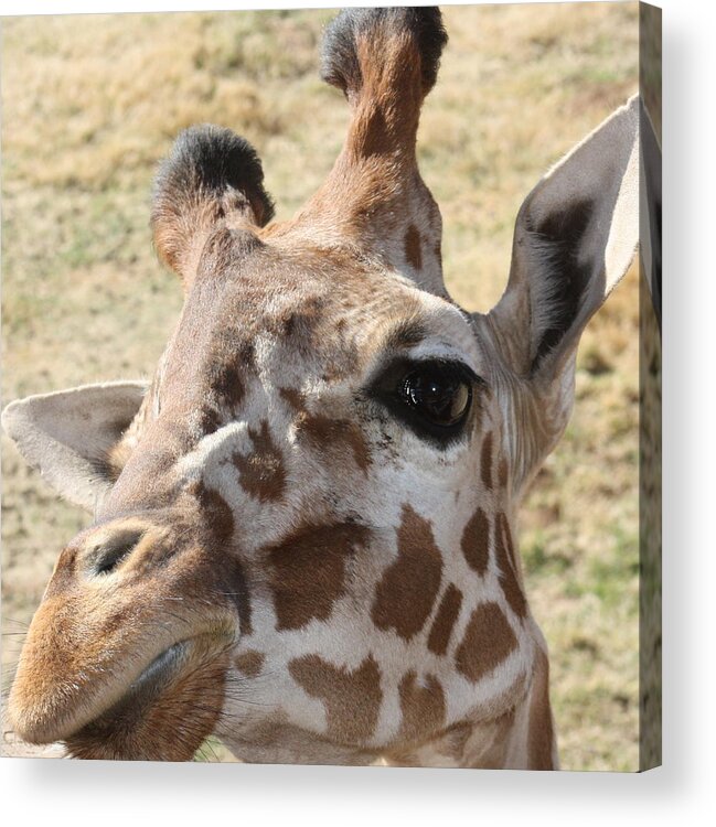 Giraffe Acrylic Print featuring the photograph I see you by Kim Galluzzo Wozniak
