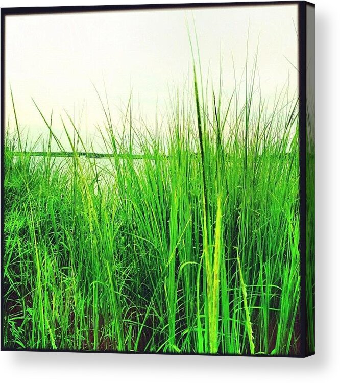  Acrylic Print featuring the photograph I'm In The Weeds by Kiki Bird