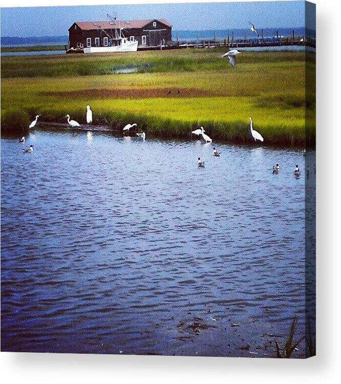 Waterbirds. Cape May Acrylic Print featuring the photograph Instagram Photo by Rich Toczynski
