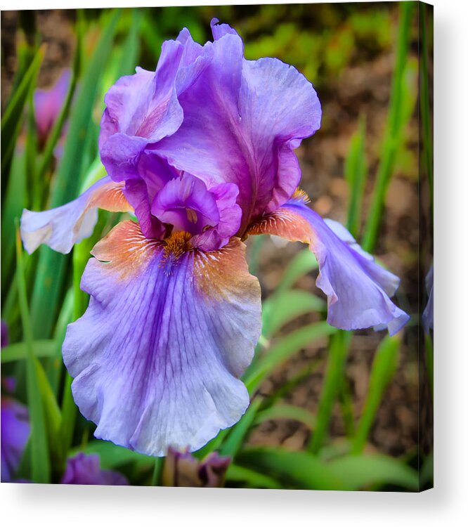 Nature Acrylic Print featuring the photograph Iris by Lynne Jenkins