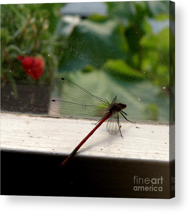 Dragonfly Acrylic Print featuring the photograph It's Always Greener by Lainie Wrightson