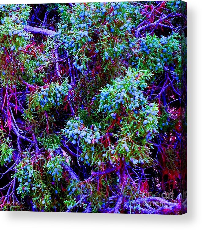 Plant Acrylic Print featuring the photograph Juniper Neurons by Ann Johndro-Collins