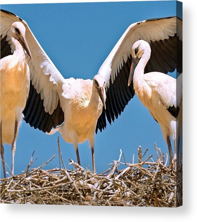 Morocco Acrylic Print featuring the photograph Kasbah Stork Nest by Felice Willat