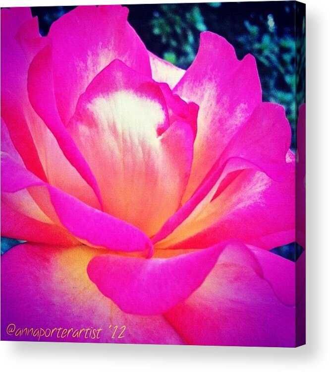Floral Acrylic Print featuring the photograph Lady Diana Rose by Anna Porter