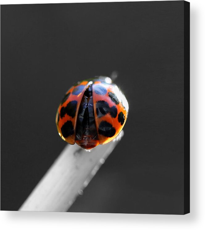 Ladybug Acrylic Print featuring the photograph Ladybug Spread Your Wings by Tracie Schiebel