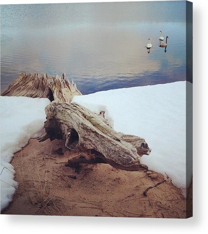 Swans Acrylic Print featuring the photograph Last Winter on Brown Bridge Pond by Angela Josephine