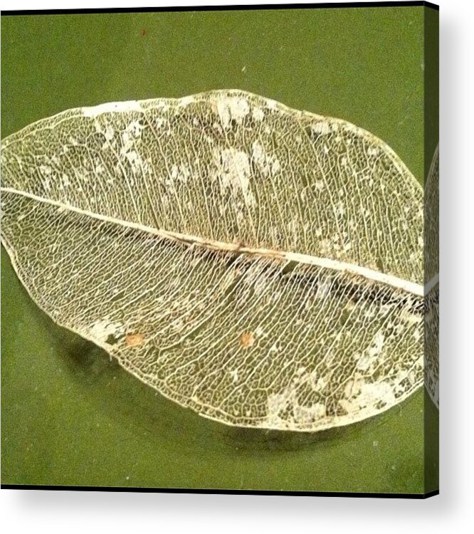 Leafskeleton Acrylic Print featuring the photograph Leaf Skeleton.... Found Under Layer Of by Vicki Damato
