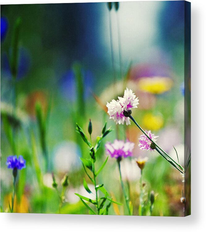 Wildflowers Acrylic Print featuring the photograph Lean In To It by Joel Olives