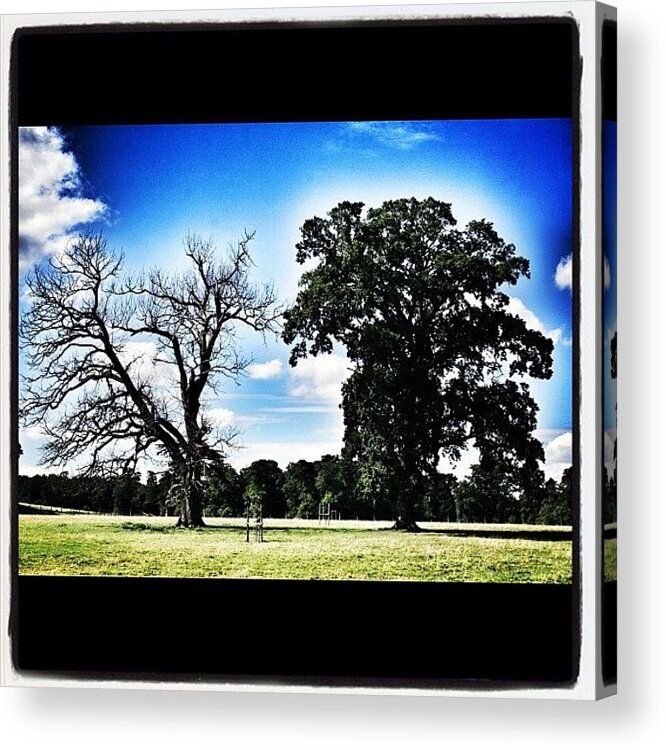 Jj Acrylic Print featuring the photograph Life And Death - A Tale Of Two Trees by Chris Barber