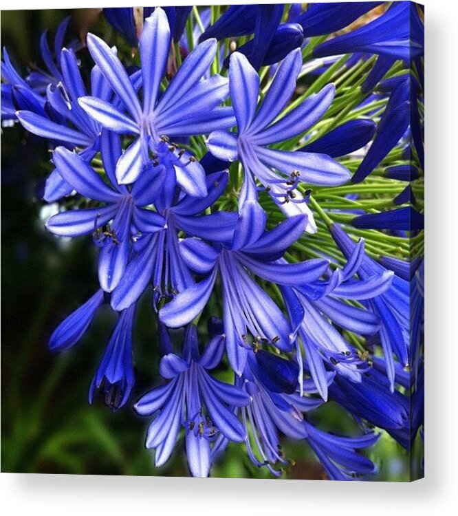 Beautiful Acrylic Print featuring the photograph Life Is The Flower For Which Love Is by Christine Cherry