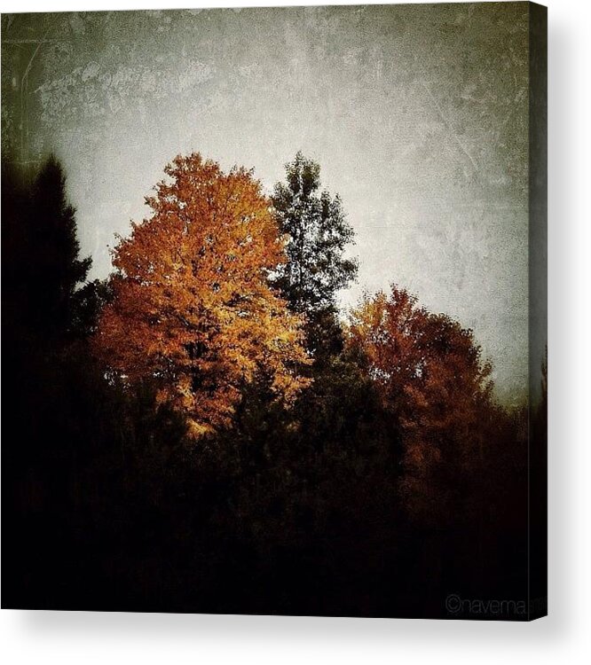 Teamrebel Acrylic Print featuring the photograph Light & Shadow by Natasha Marco