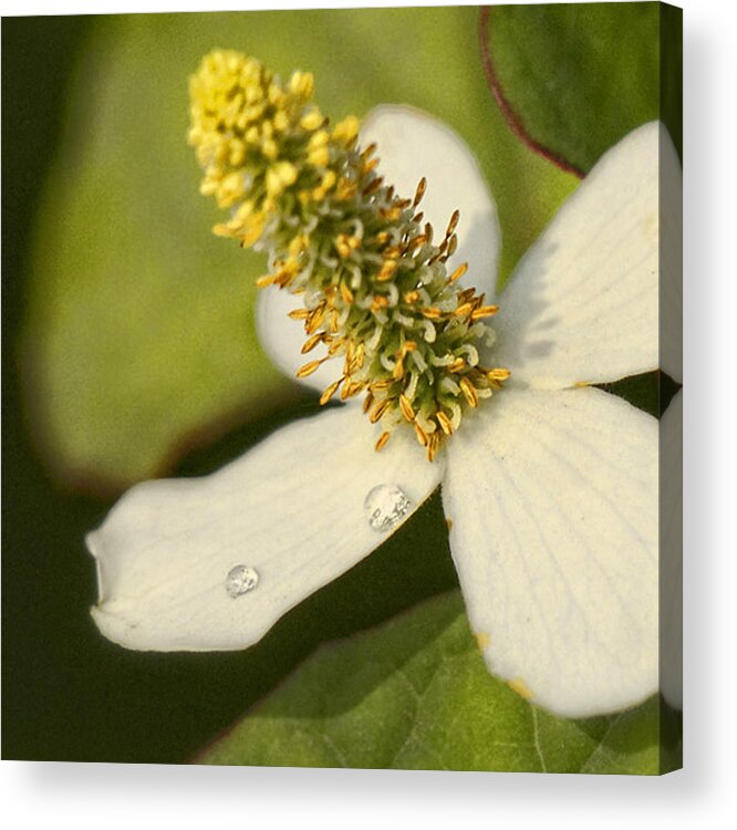 Flower Acrylic Print featuring the photograph Like Tears on Petals by Diana Cox