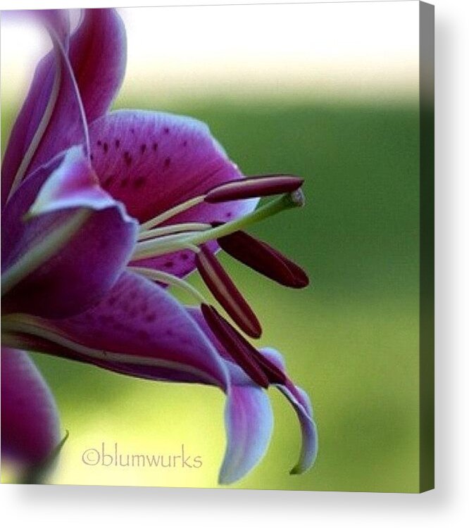 Igsg Acrylic Print featuring the photograph Lily by Matthew Blum