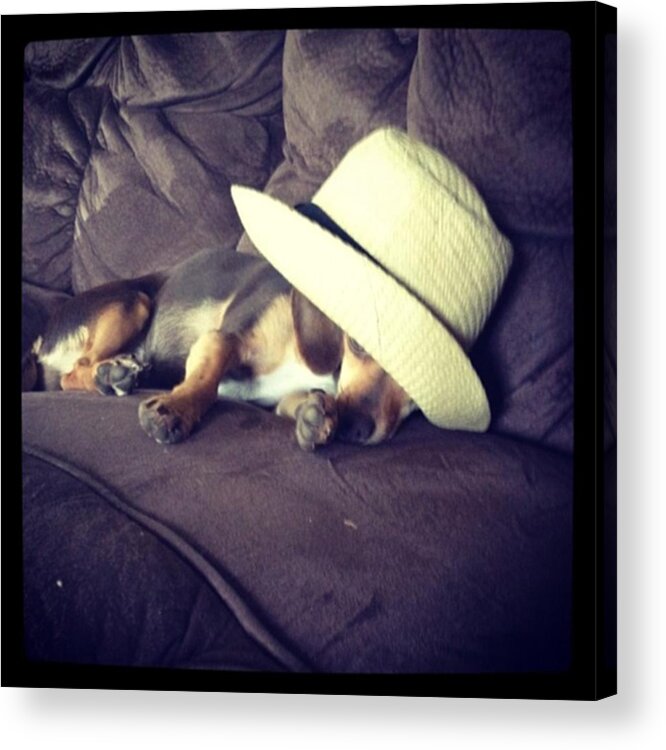  Acrylic Print featuring the photograph Little Guy Was So Tired He Fell Asleep by Stephanie Brown