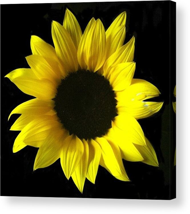  Acrylic Print featuring the photograph Live Life Like A Sunflower, And Find by Christine Cherry