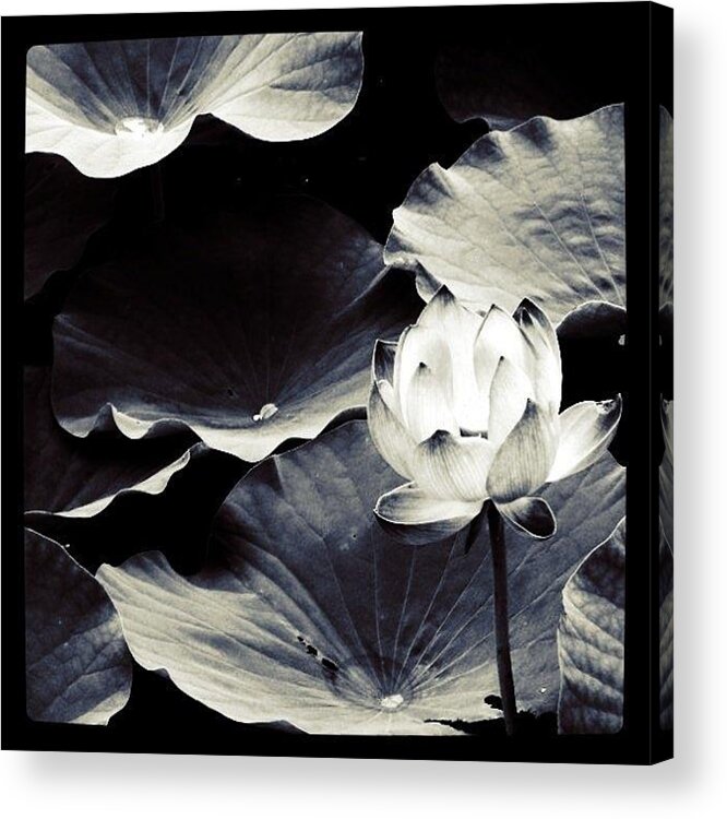  Acrylic Print featuring the photograph Lotus's Glitter Filter:gotham by Yuichi Yokota