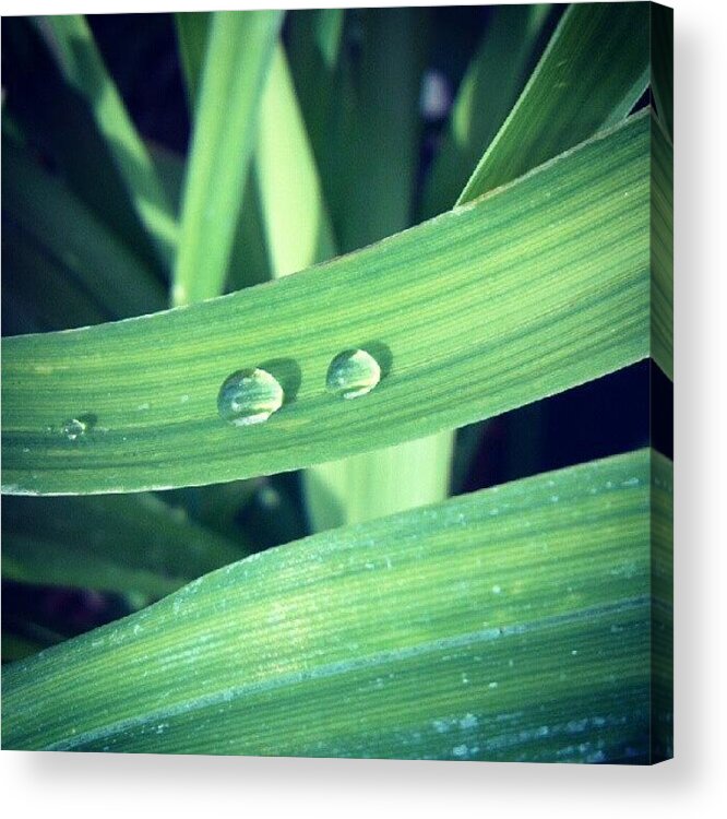  Acrylic Print featuring the photograph Love Drops by Adam Vance