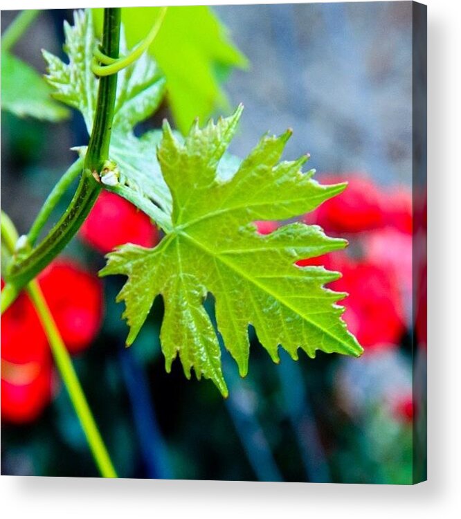 Grapes Acrylic Print featuring the photograph #macro #macrolove #macro_tastic #grapes by Jordan Rosales