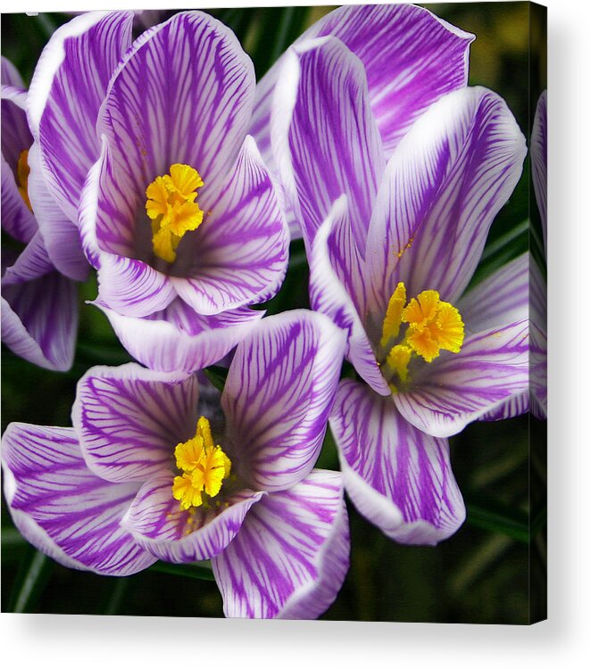 Nature Acrylic Print featuring the photograph March's Gift by Michael Friedman