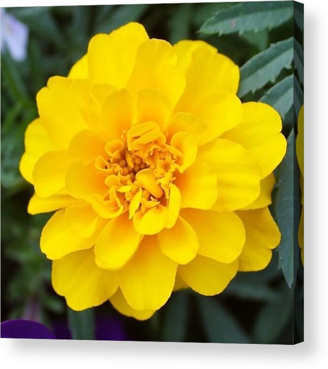 Marigold Acrylic Print featuring the photograph Marigold Flower by Justin Connor