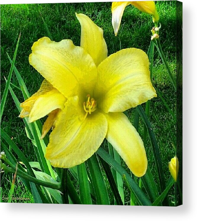Summer Acrylic Print featuring the photograph Mellow Yellow by Eve Tamminen