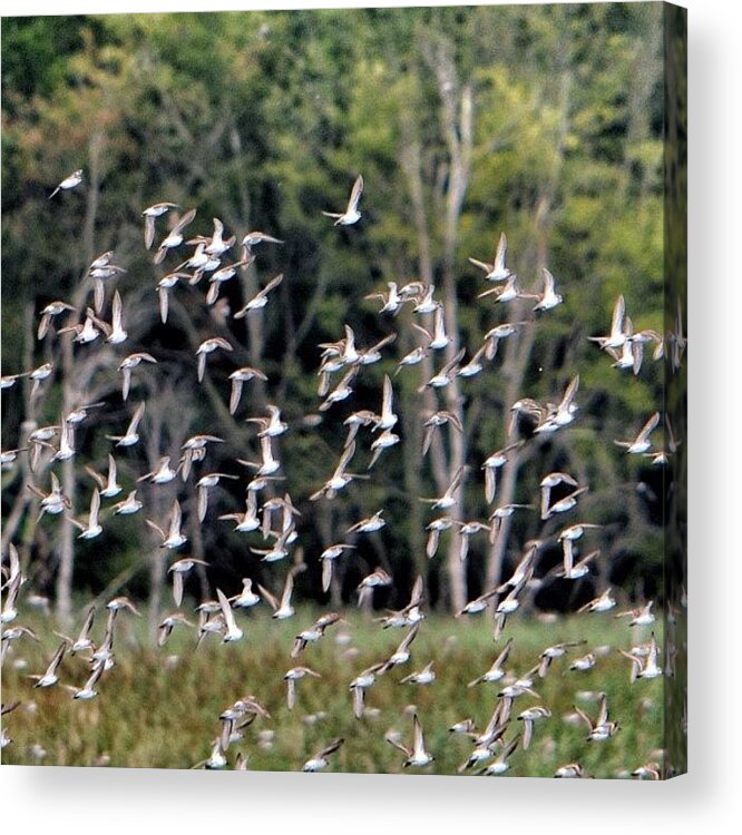 South Jersey Acrylic Print featuring the photograph Migratory Birds - Sandpipers by Penni D'Aulerio