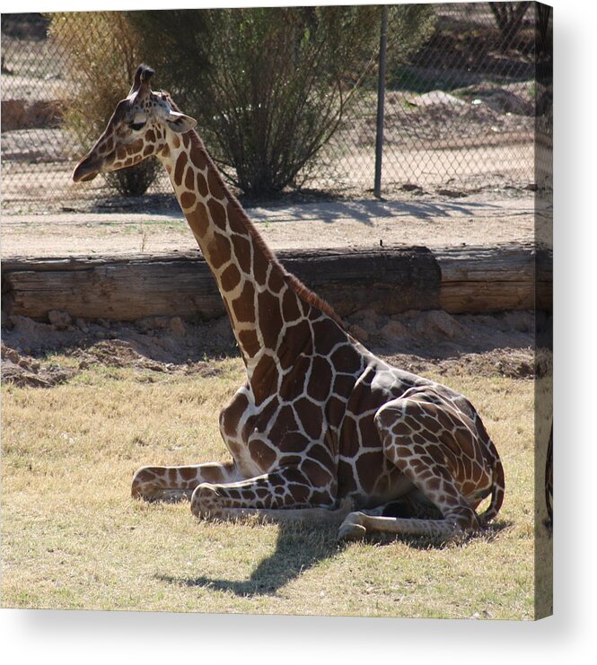 Giraffe Acrylic Print featuring the photograph Mommy taking a break by Kim Galluzzo