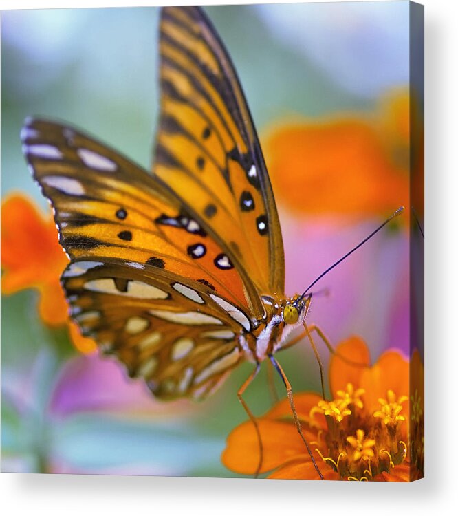 Butterfly Acrylic Print featuring the photograph Morning Butterfly by Joel Olives