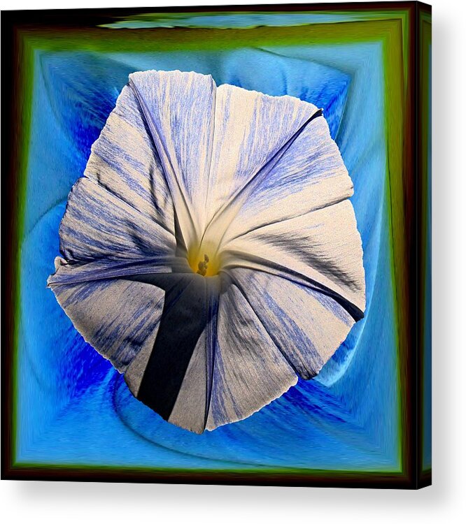 Morning Glory Acrylic Print featuring the photograph Morning Glory 2 by Nick Kloepping