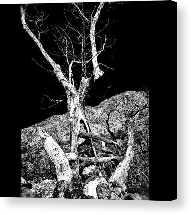 Chiricahuas Acrylic Print featuring the photograph Mother Nature Is A Powerful Gal #tree by CactusPete AZ