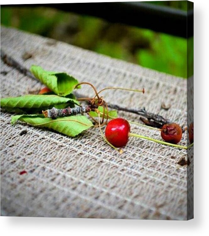 Fruit Acrylic Print featuring the photograph My Backyard by Becca Watters